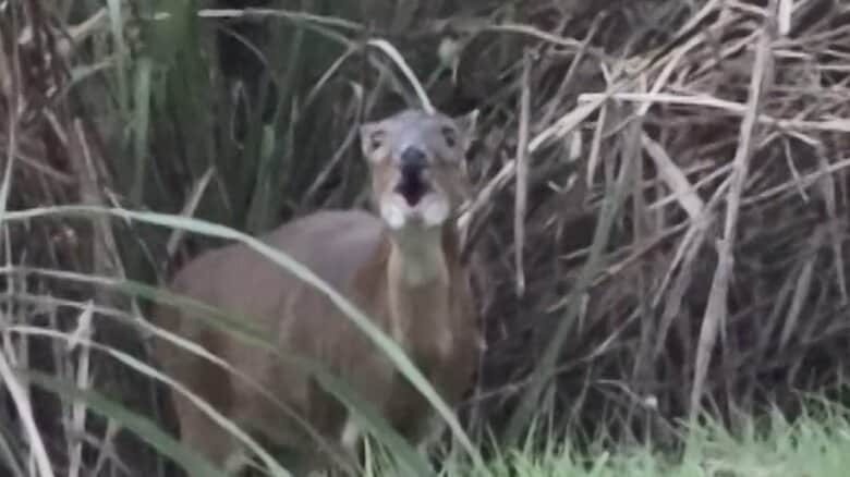 口を開け、ギャー！という鳴き声をあげるキョン