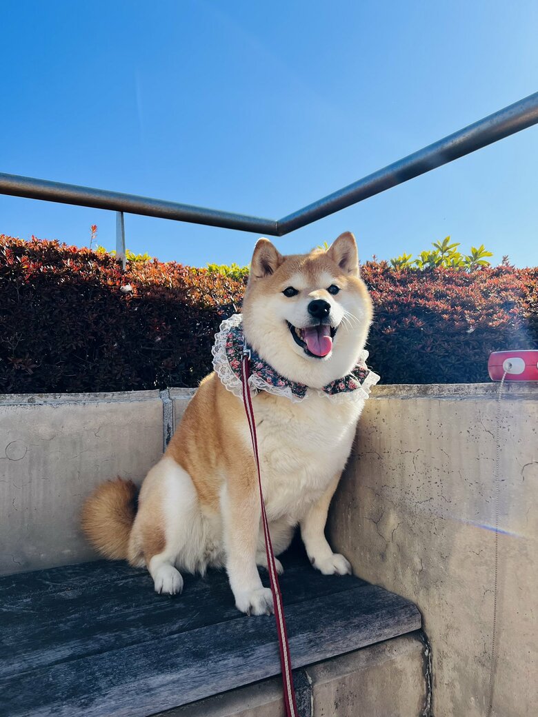 画像提供：柴犬ハナさん