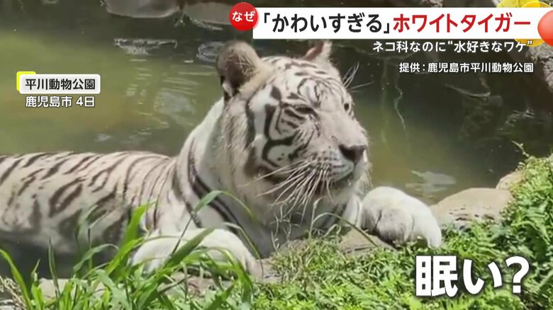 ゆったりと水浴びをするホワイトタイガーのメイ