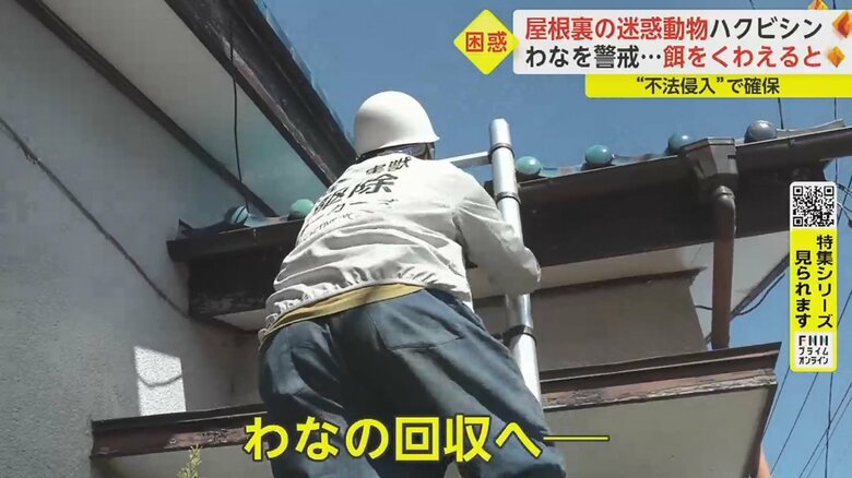 夜が明け屋根の上へ