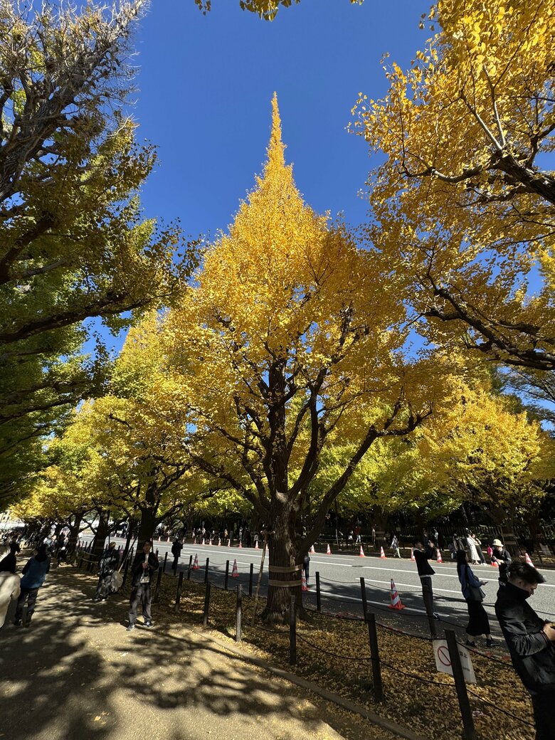 見事な黄金色！ ＜11/25（月）：筆者撮影＞