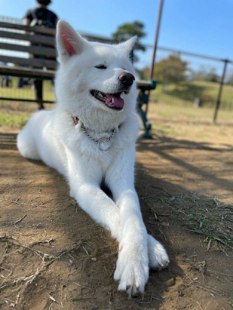 腕を組んで伏せながら、友達を眺めているユキちゃん