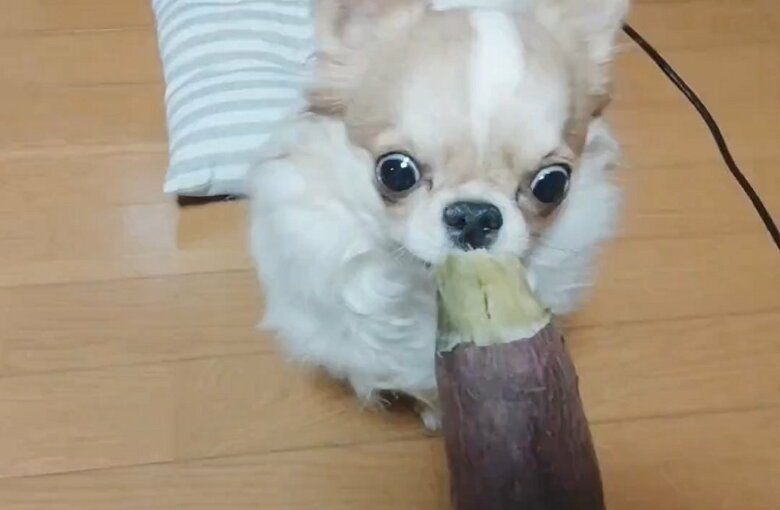 大好きな焼き芋を目の前に出された玉緒ちゃん