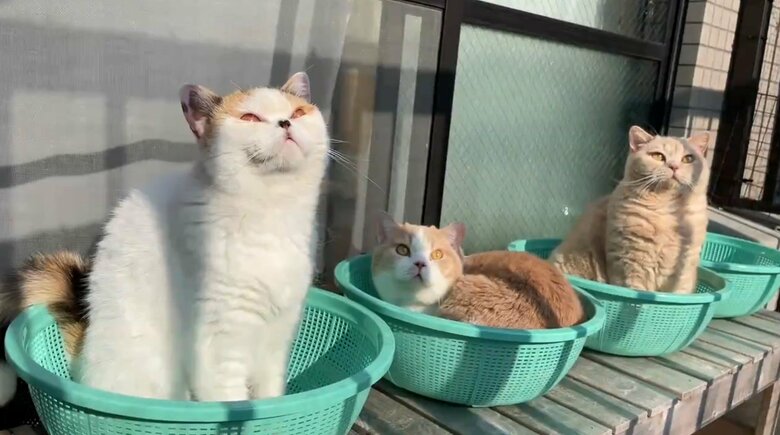 左からあんみつ、てんぷら、みかん（提供：みかんとじろうさんちさん）