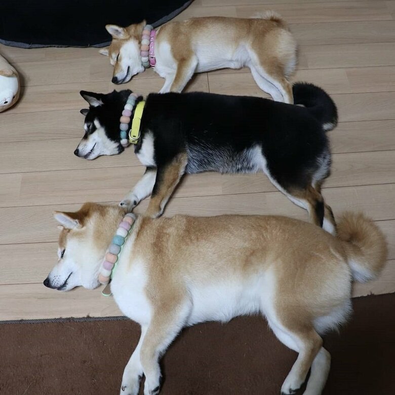 そっくりな寝方