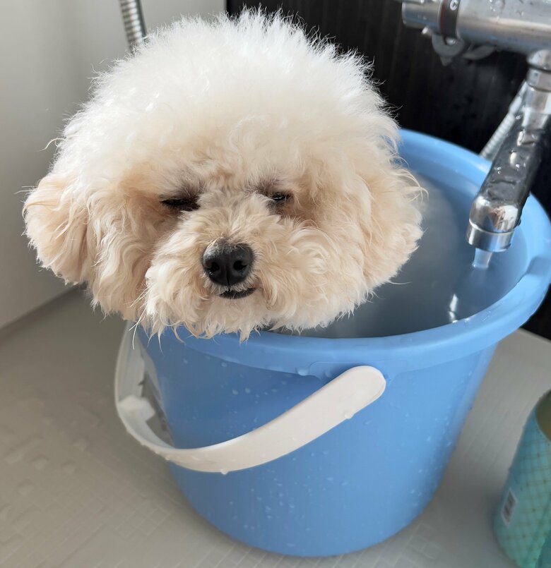 お風呂待ちのリリィちゃん