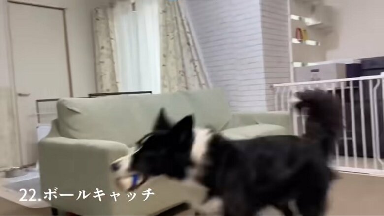 ボールキャッチ