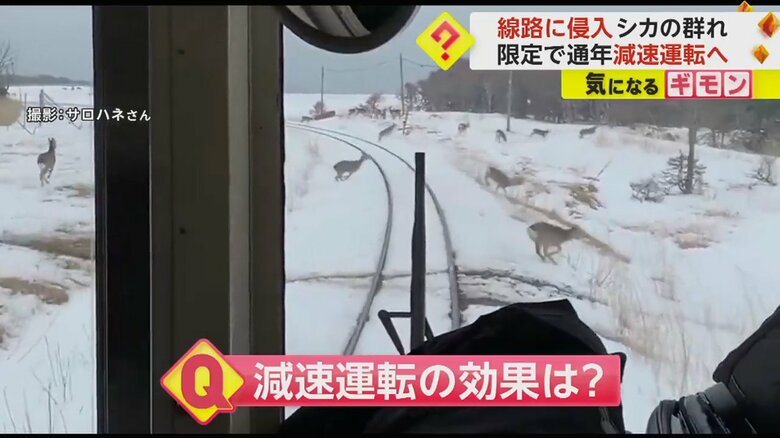 列車の前を横切るシカの群れ