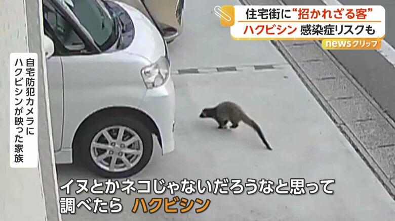 住宅のそばに出没したハクビシン