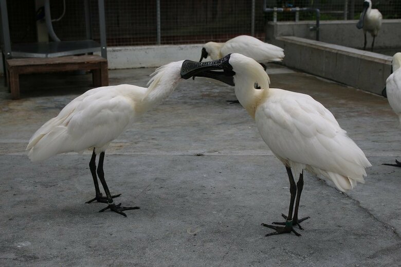 （提供：掛川花鳥園）