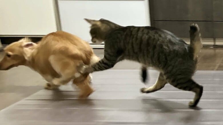 過ぎた行動には、ねこくんもパンチで制止する