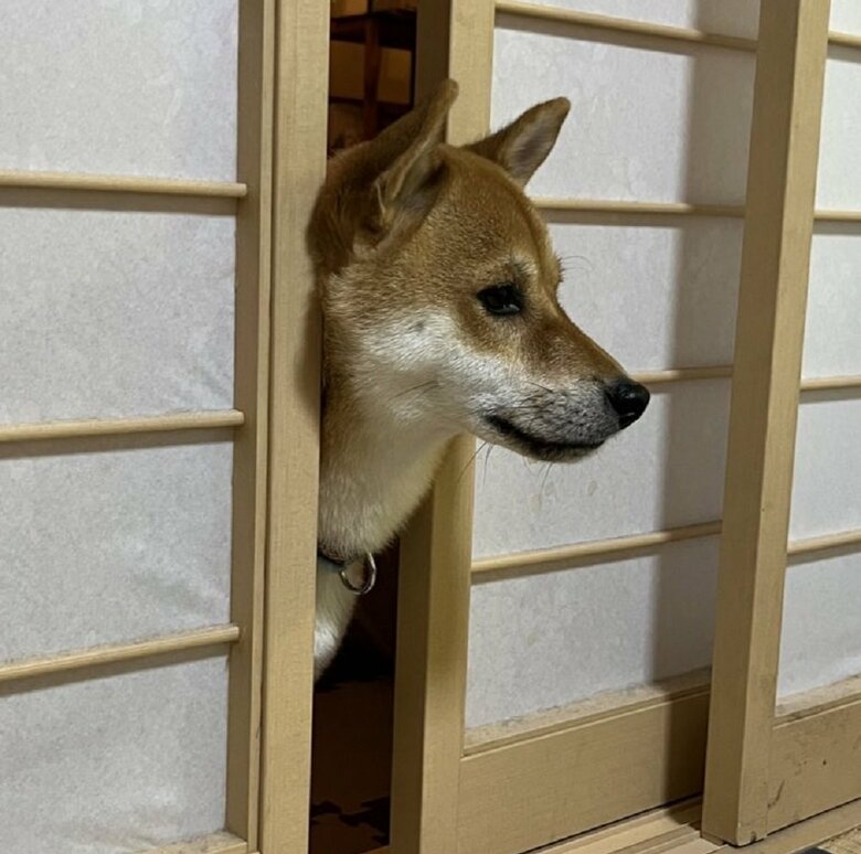 開いている障子からひょっこり