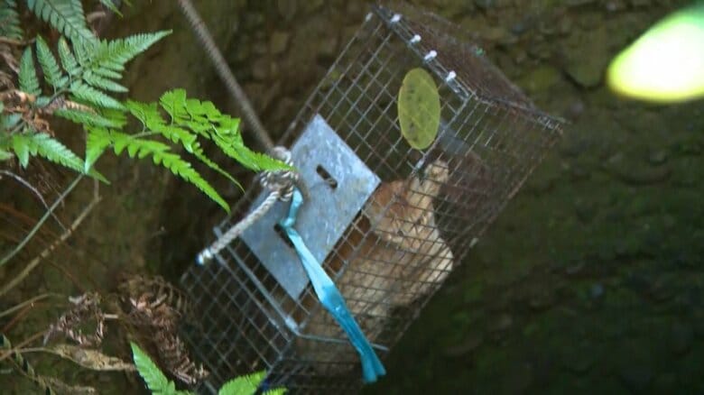 ケージごと引き上げられるネコ