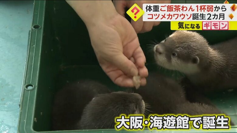 8月、大阪の海遊館でコツメカワウソの4つ子の赤ちゃんが誕生
