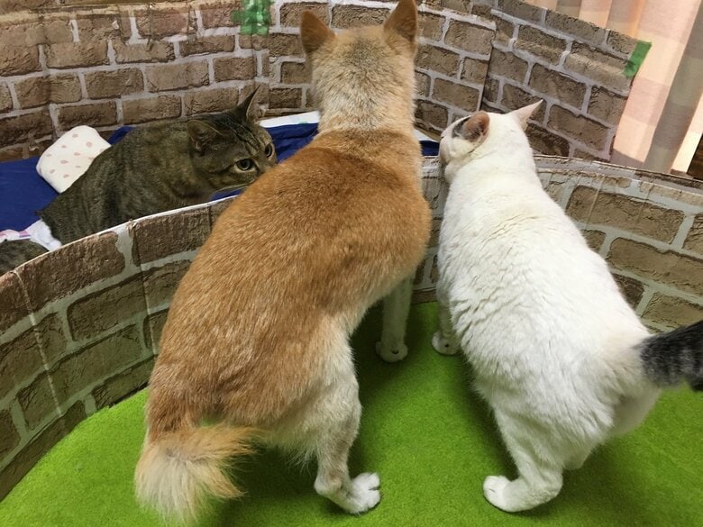 しのが来ると近づいてくる、らい