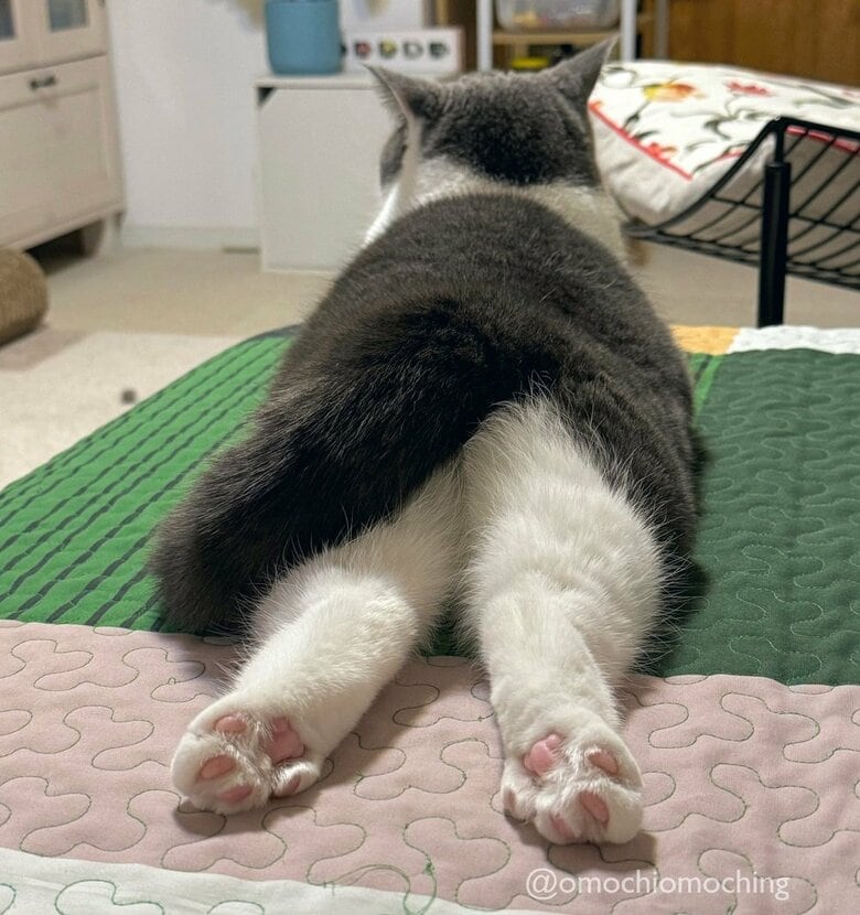 うつ伏せで寝そべると肉球も見える