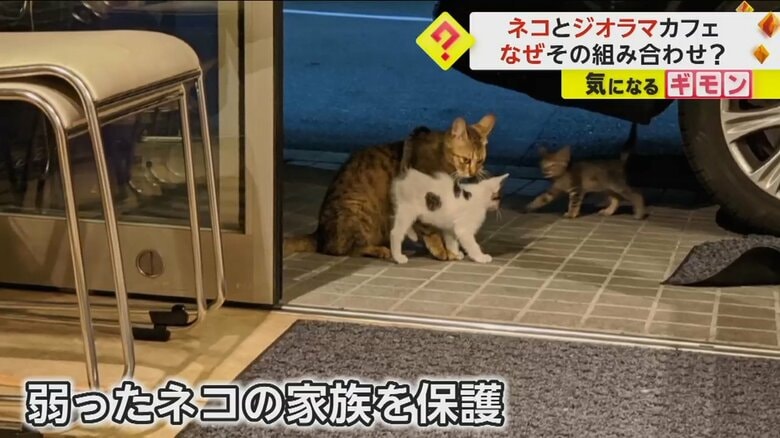 伊勢ジオラマ食堂は、カフェの前にいた弱ったネコの家族を保護したことがきっかけ