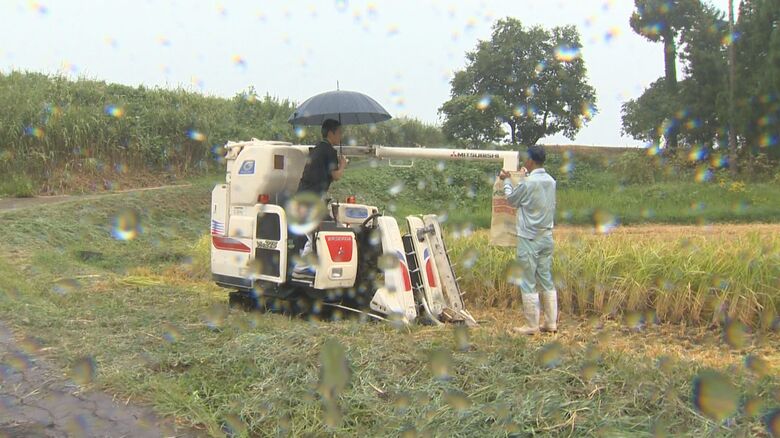 雨が降ってきたため稲刈りは中止に