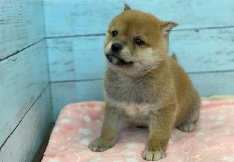 ペットショップのHPで飼い主さんが一目惚れしたという豆ちゃん