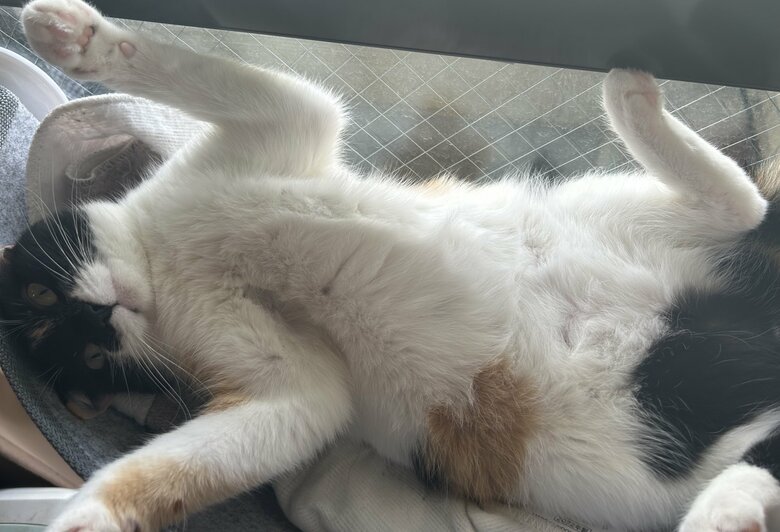 リラックスして無防備な姿を見せる雷十太ちゃん