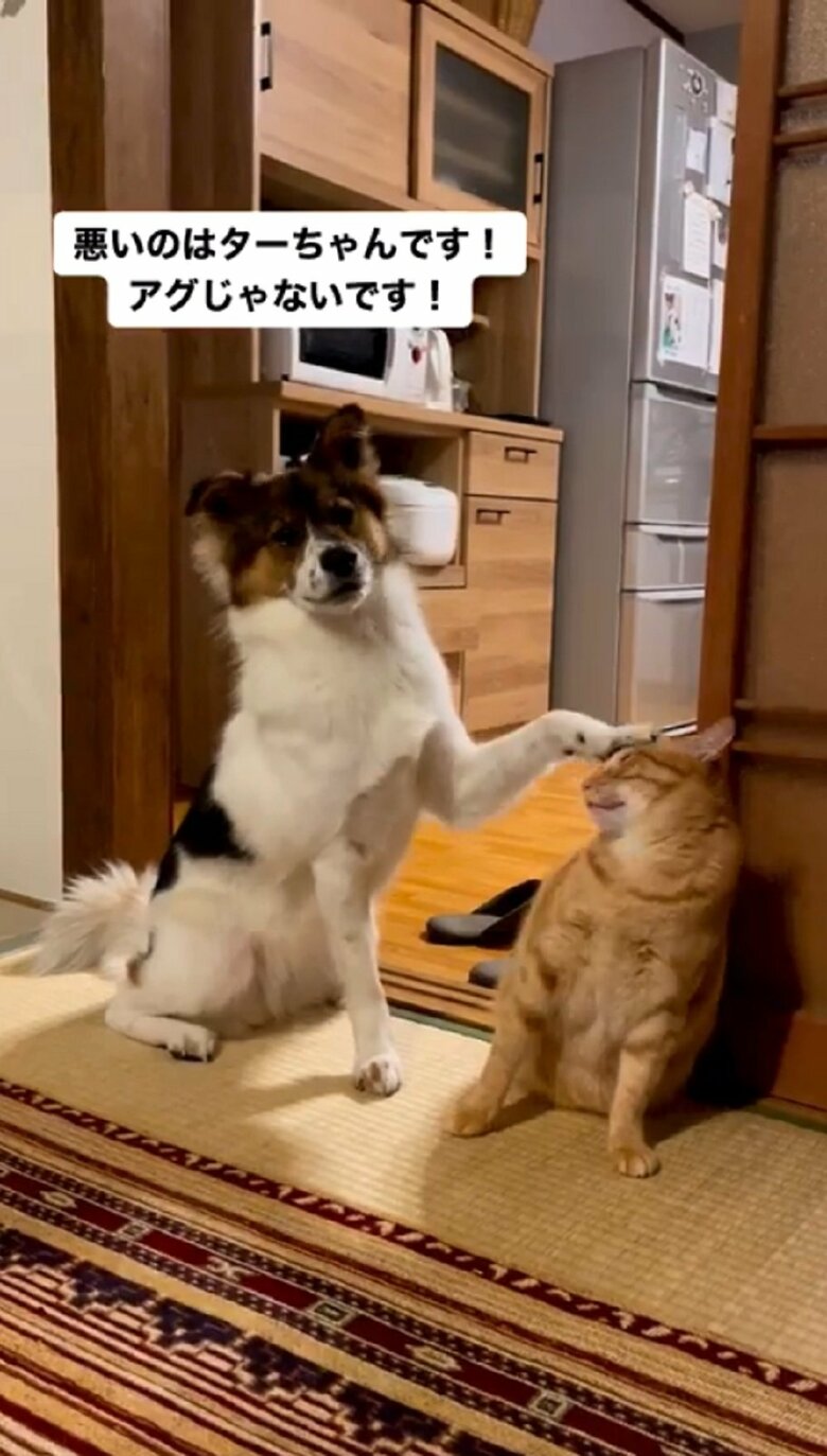 「悪いのはターちゃんです！アグじゃないです！」