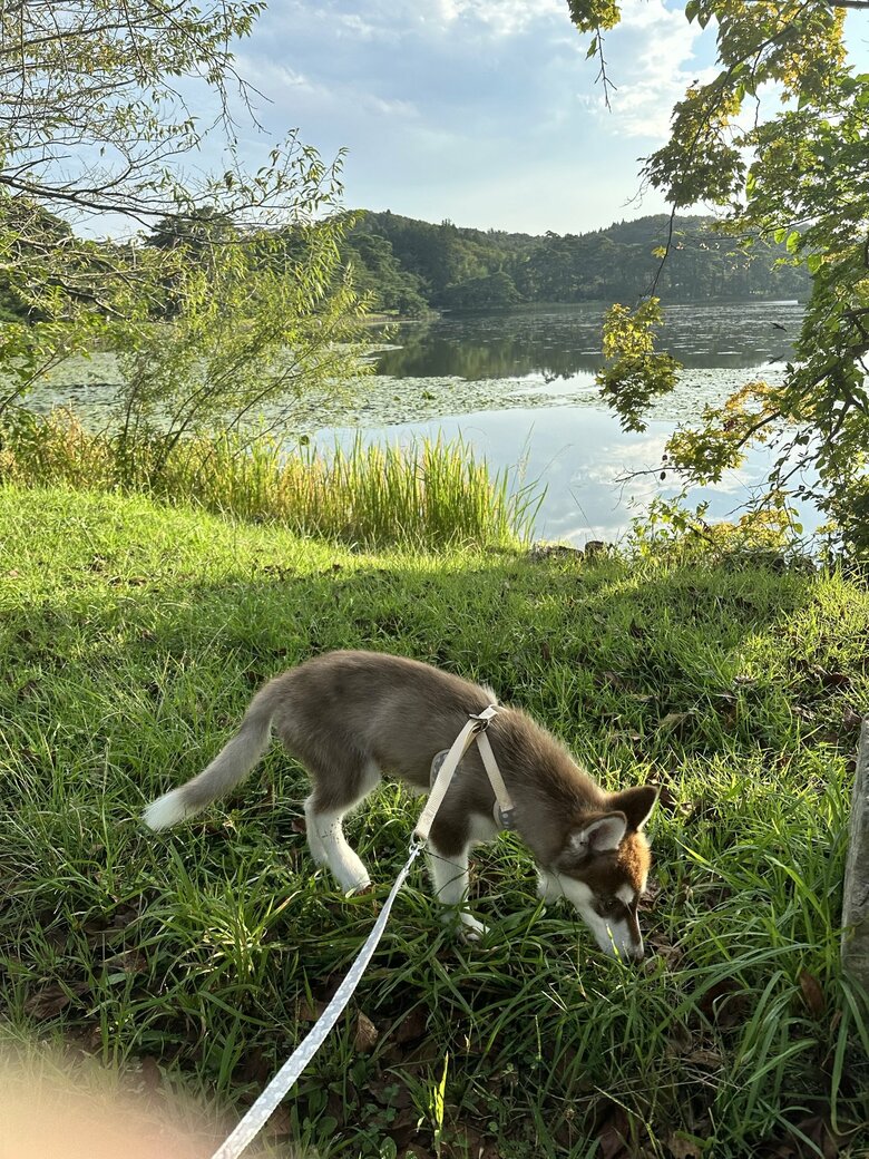 散歩トレーニング中のマリアンちゃん（提供：ヴィヴィまりさん）