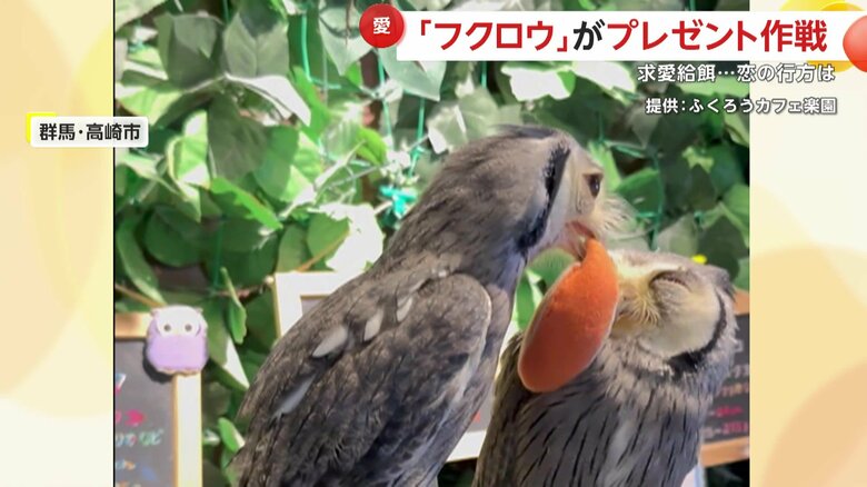 1週間足らずで140万再生を超える大バズりのオスフクロウの姿