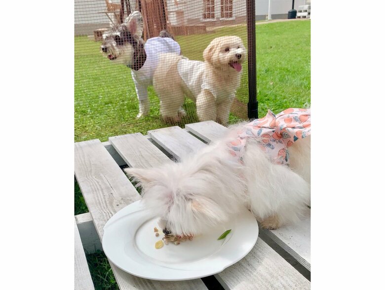 提供：かわいーぬさん