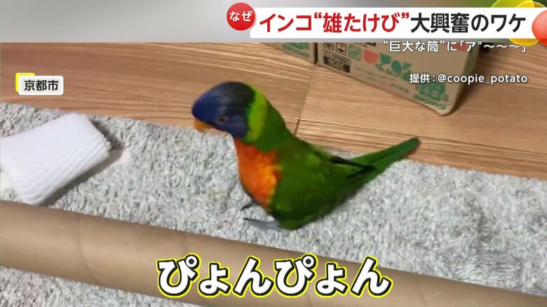 筒の周りをぴょんぴょんと飛び跳ね、また「アぁ～～～～」と叫ぶクーピーくん