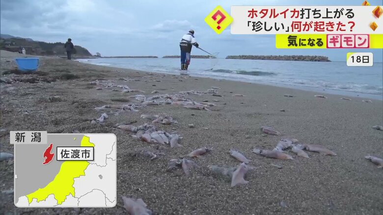 新潟・佐渡の海岸に打ち上げられたホタルイカ