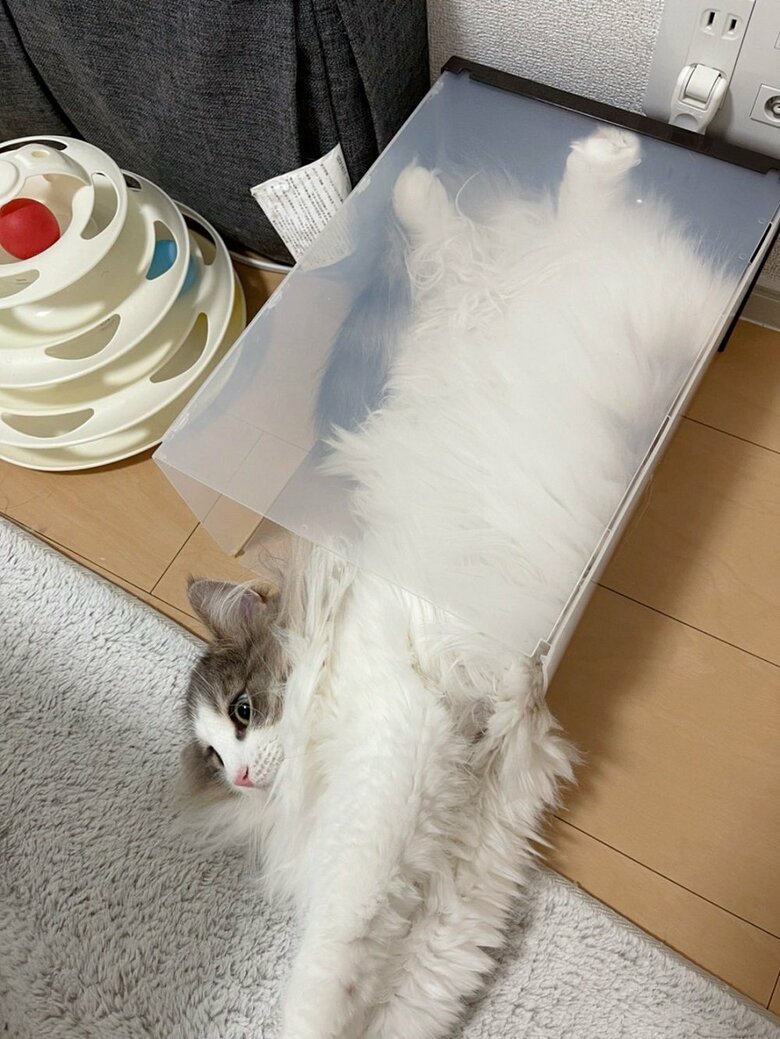 普段は横になっているケースでくつろいでいる