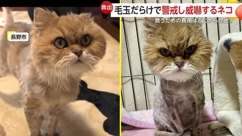 雷くんの現在（左）と保護直後（右）の表情（映像提供：長野市動物愛護センター）