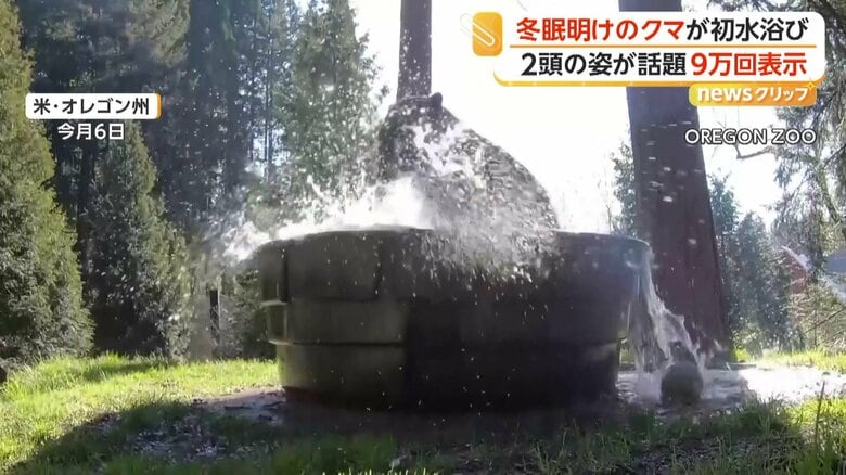 オレゴン動物園で水遊びするクマ