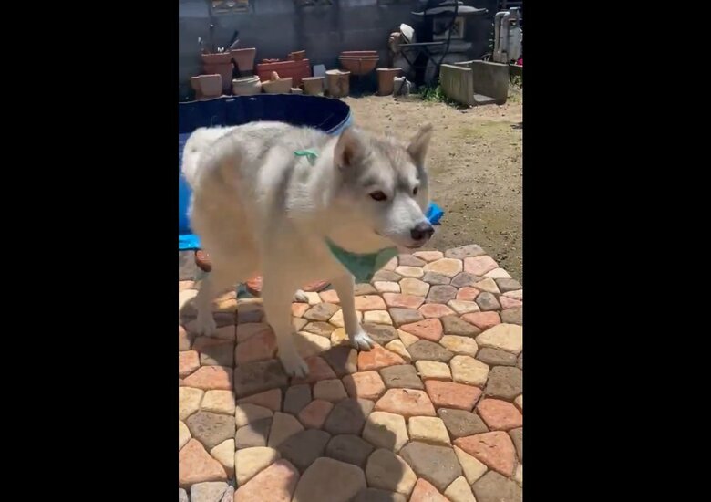 プールから出て「ブルブル」するユキちゃん