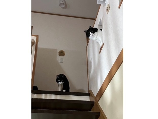 ヤンくんとフクくん