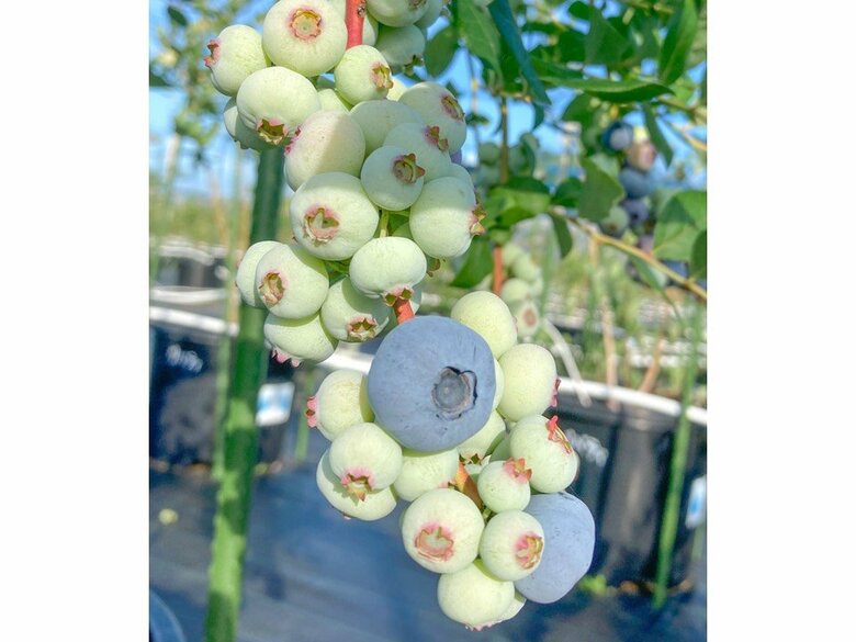 ハイブッシュ系品種