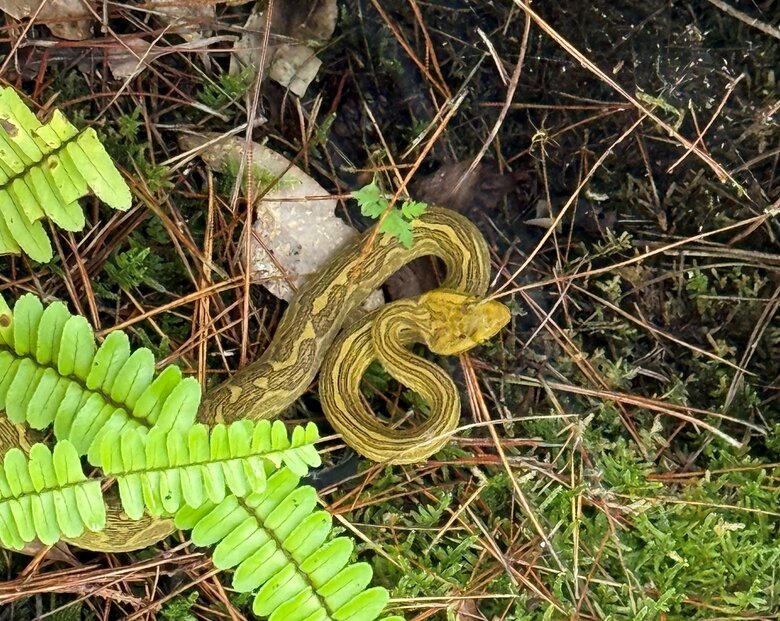 地元人は金ハブと呼んでいた