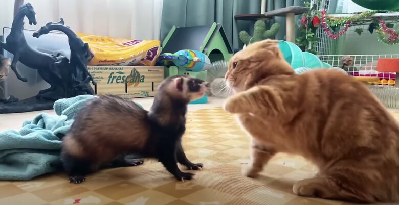 フェレットのお兄ちゃんと遊ぶひな子ちゃん（提供：IG @hinako_munchkinさん）