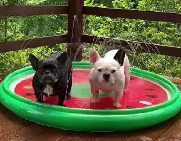 左：エンジェルちゃん　右：スマイルちゃん（提供：天使の笑顔さん）