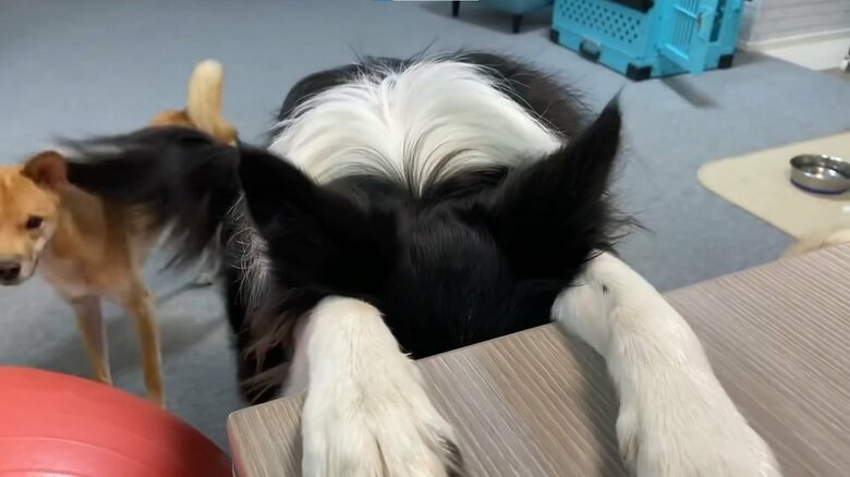 机を使って「いないいないばあ」