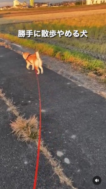 提供：柴犬むさしとこじろうさん