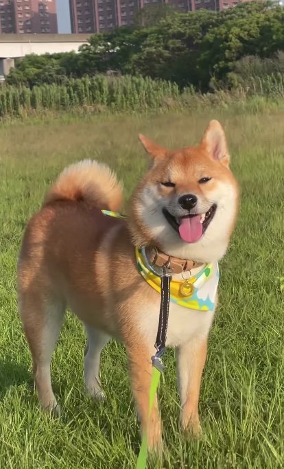 提供：柴犬はらみさん