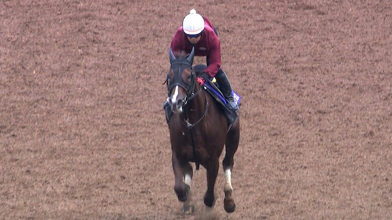 最終追い切りを行う セリフォス