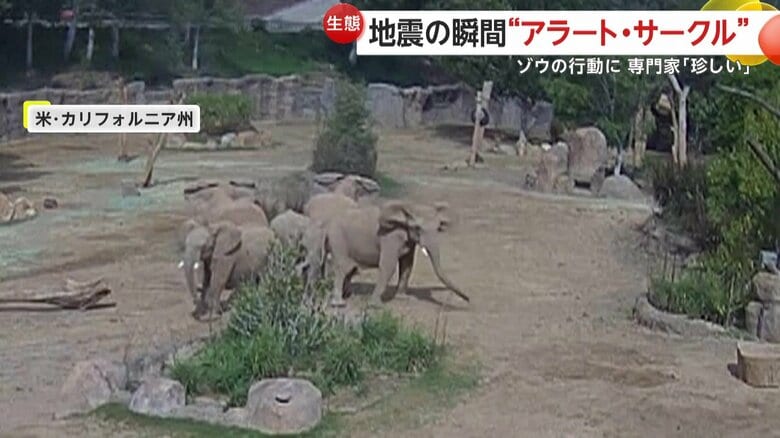 2頭の子どもを守るように囲っていたゾウ