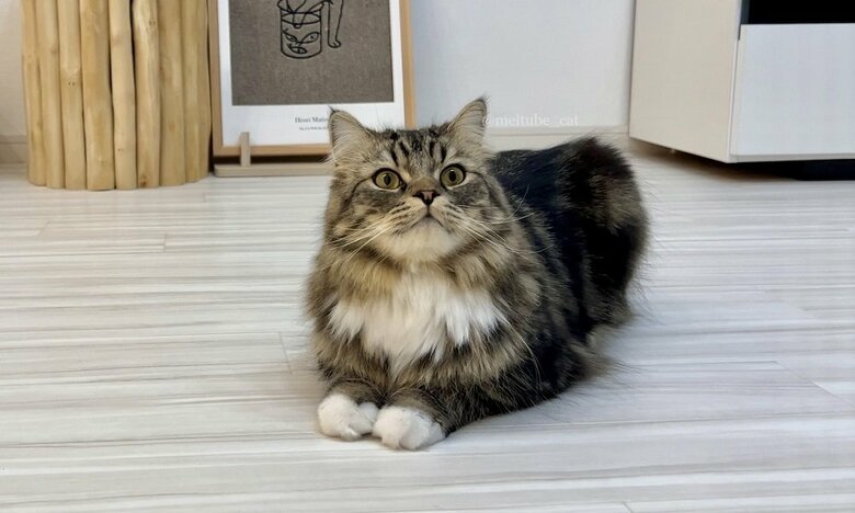 メルくん