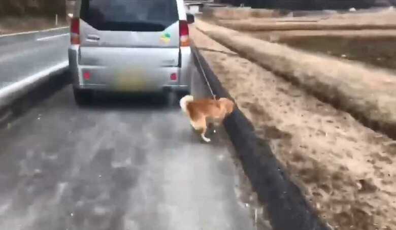 88歳の飼い主が車でリードを引っ張り犬の散歩をする動画が問題に