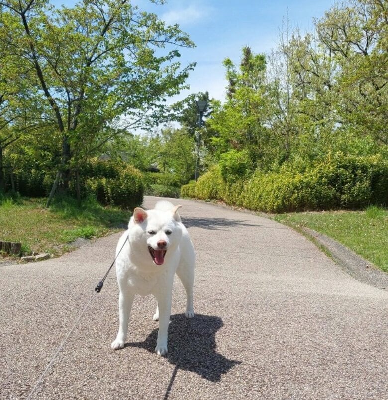 提供： kinako_kinakoさん