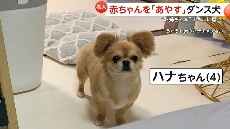 赤ちゃんの泣き声に駆けつけた4歳犬のハナちゃん