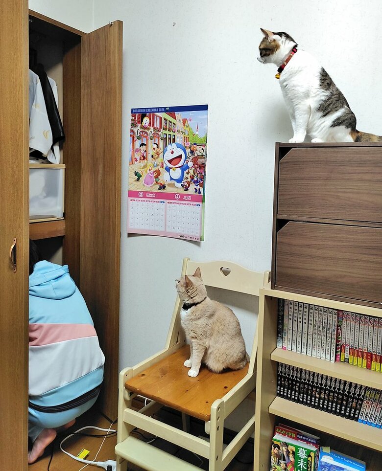 お姉ちゃんを見守るナナちゃんとテンちゃん（提供：nyaokoさん）