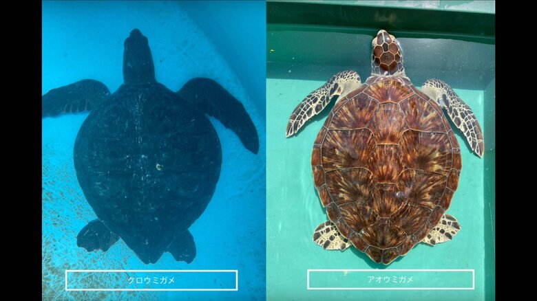 クロウミガメとアオウミガメ